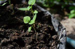 primer plano de semillas de plantas de chile que aún son muy pequeñas foto