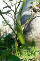 green eggplant still attached to the tree photo