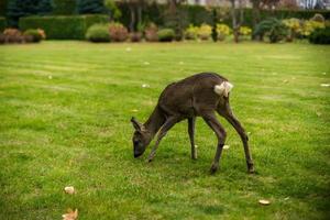 Beautiful Deer Fawn standing on meadow with flowers in springtime. photo