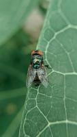 mosca de animal pequeño o carroña, mosca azul o mosca de racimo foto