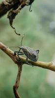 animal insect yellow spot bug yellow spot bedbug on tree photo