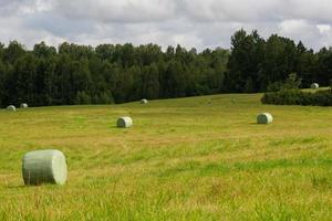 Summer Landscapes in Latvia photo