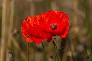 Red Poppies in a Field of Crops photo