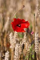 Red Poppies in a Field of Crops photo