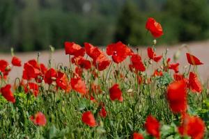 Red Poppies in a Field of Crops photo