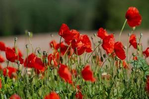 amapolas rojas en un campo de cultivos foto