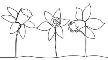 One single line drawing of beauty fresh narcissus for garden logo. Printable decorative daffodil flower vector