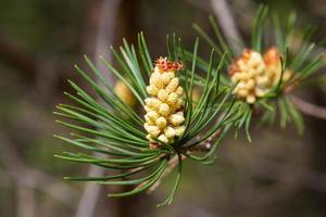 Young Pine Cones photo