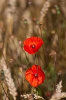 amapolas rojas en un campo de cultivos foto