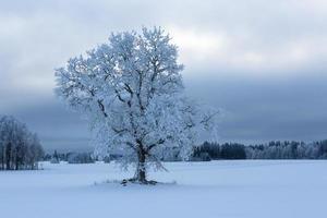 paisajes de invierno en estonia foto