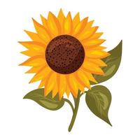 Sunflower with green leaves and stem vector