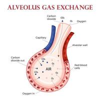 intercambio de oxígeno y dióxido de carbono en el alvéolo con eritrocitos vector