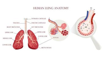 anatomía pulmonar, estructura de alvéolos y esquema de intercambio de gases vector