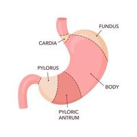 Human stomach anatomy diagram vector