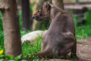 Endemic Madagascar fossa, Cryptoprocta ferox photo