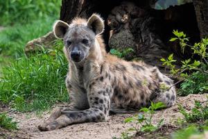 hiena manchada tirada en la hierba. foto
