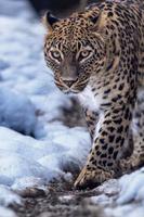Jaguar Animal Stock Photos, Images and Backgrounds for Free Download
