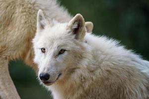 Arctic wolf - Canis lupus arctos, also known as the white wolf or polar wolf photo