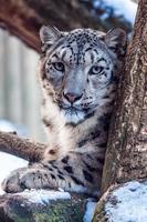 retrato de un leopardo de las nieves en invierno foto