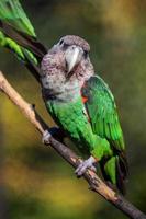 loro del cabo - pájaro exótico poicephalus robustus sentado en el árbol foto