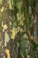 Bark of plane tree, Platanus acerifolia. Surface of sycamore. Bark tree texture background photo