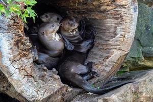 la familia de la nutria gigante, pteronura brasiliensis en el tronco de un árbol foto