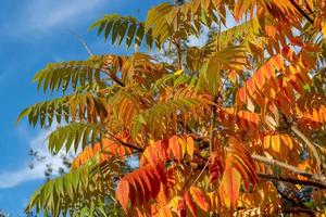 Autumn red and yellow colors of the Rhus typhina, Staghorn sumac photo