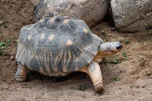 tortuga radiada caminando sobre el suelo, astrochelys radiata. especies de tortugas en peligro crítico, endémicas de madagascar. foto