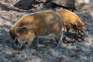 Red River Hog - Potamochoerus porcus looking for food.