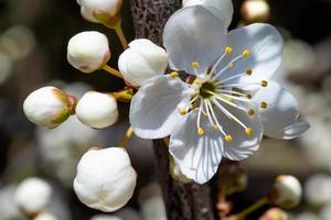 Close-up of white cherry blossoms photo