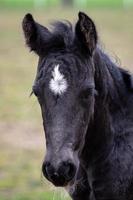 Portrait of a black foal. Head of a black horse with a white spo photo