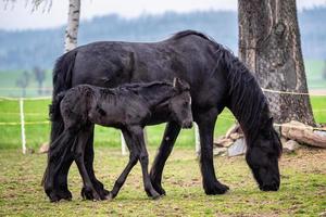 Black mare and foal in the pasture. photo