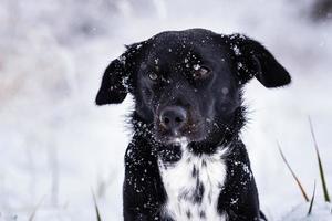 Black dog with white breastplate in winter and falling snowflakes