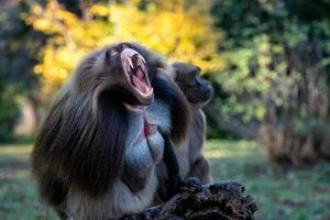 macho alfa de babuino gelada - theropithecus gelada, hermoso primate terrestre foto