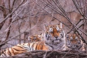 tigre siberiano con cachorro, panthera tigris altaica foto
