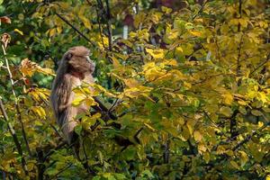 Babuino gelada - theropithecus gelada el mono en la rama del árbol foto