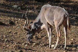 Kudu lateral view is looking for food - Tragelaphus strepsiceros photo