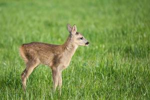 Young wild roe deer in grass, Capreolus capreolus. New born roe deer, wild spring nature. photo