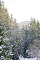 Beautiful winter green coniferous forest on the slopes of the mountains photo