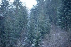 Beautiful winter green coniferous forest on the slopes of the mountains photo