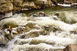 Mountain river in a beautiful winter green coniferous forest on the slopes of the mountains photo