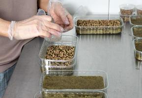 Planting micro-greens on mineral wool for growing seeds in a blu photo