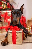 el perro doberman yace entre las cajas de regalo y espera regalos. foto