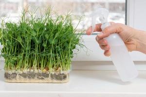 Juicy young shoots of pea microgreens on the windowsill close-up. Growing seeds at home in winter. photo