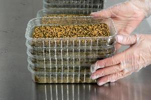 plantar microvegetales en lana mineral para cultivar semillas en un gre foto