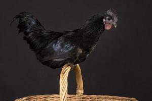 Close up of a black cock on a wicker wooden basket isolated on a black background photo