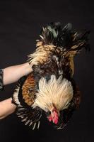 An organic farmer holds a chicken by the legs on a black background photo