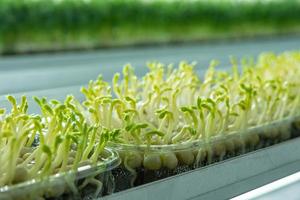 Juicy young shoots of micro-greenery close-up. Growing seeds in photo