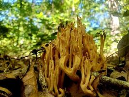 Fungus on a Trail photo