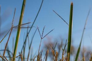 Bug Eye View of Grass Blades photo